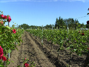 Regent en bloeiende rozen